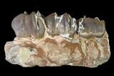 Fossil Running Rhino (Hyracodon) Maxilla Section - South Dakota #146341-1